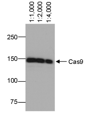 Western blot using monoclonal anti-Cas) antibodies